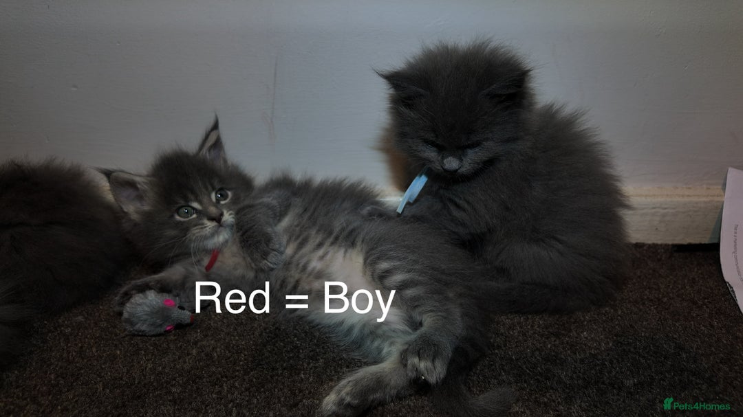Maine Coon cats for sale: Beautiful Mainecoon Kittens Maine Coon Purebred - Advert 5