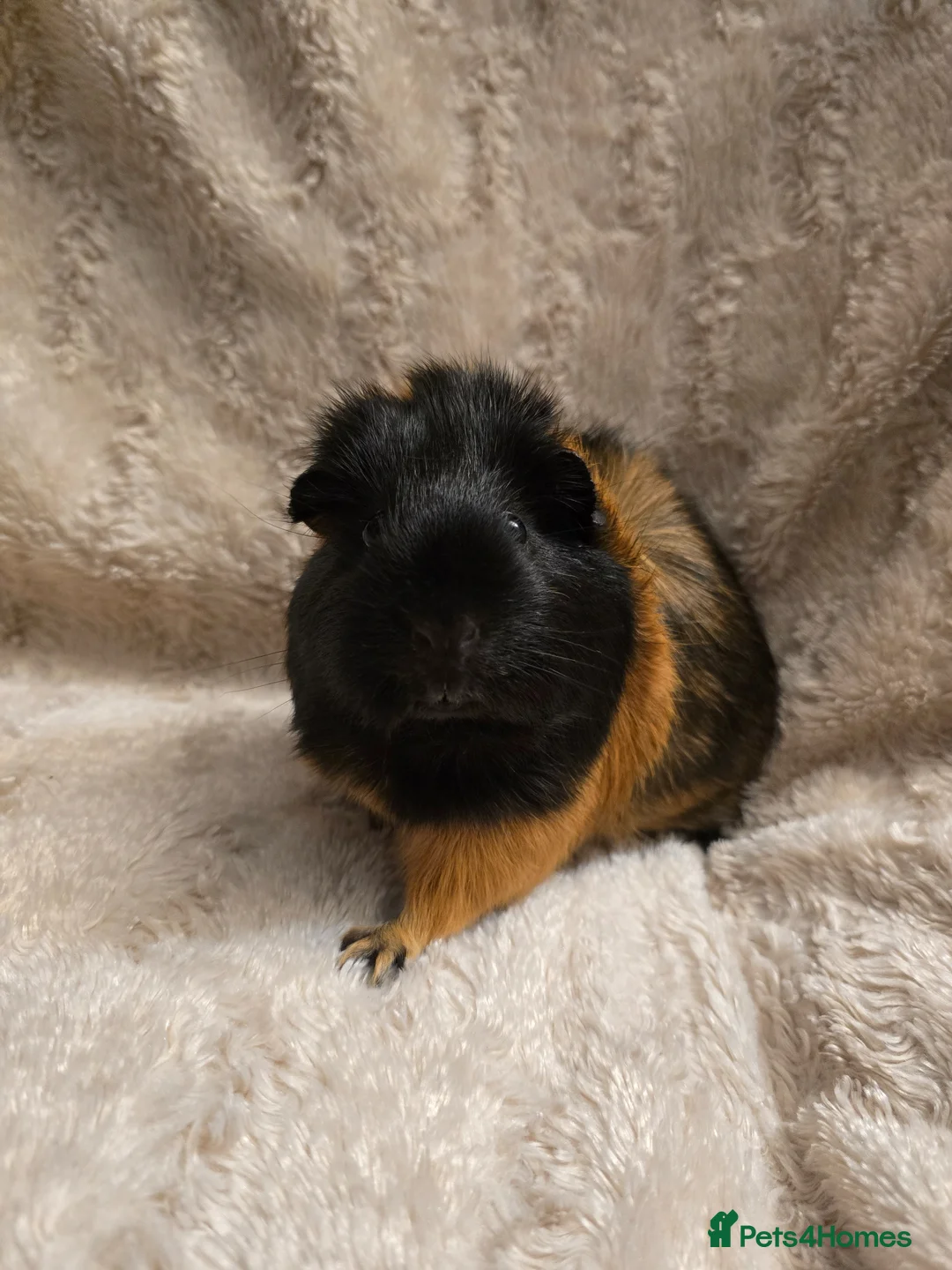 Guinea Pig rodents for sale: Lone Female Guinea - Advert 2