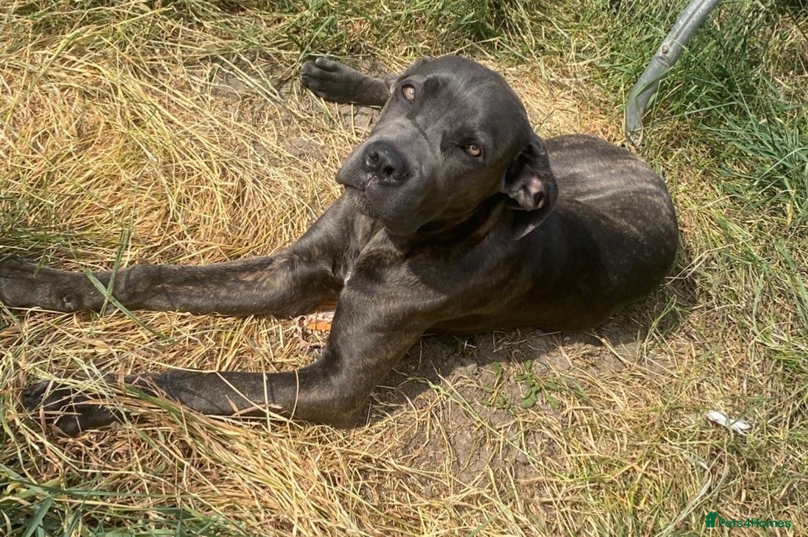 Cane Corso dogs 🤎Beautiful Cane Corso 🤎 - Advert 6