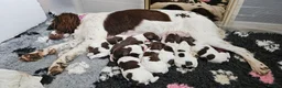 English Springer Spaniel dogs for sale: Stunning KC reg working ESS puppies for sale - Advert 5