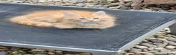 Maine Coon cats for sale: Maine Coons Ready Now!! 4 male 1 female  - Advert 11