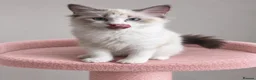Ragdoll cats for sale: 🐾 Beautiful Ragdoll Kittens for Sale 🐾 - Advert 25