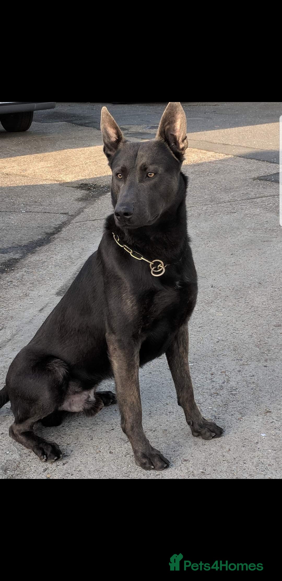 Belgian Shepherd Dog dogs for sale: Dutch herder  - Image 5