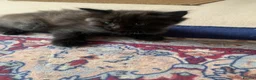 Ragdoll cats for sale: 2 Female ragdoll cats and 3 kittens-relisted - Advert 17