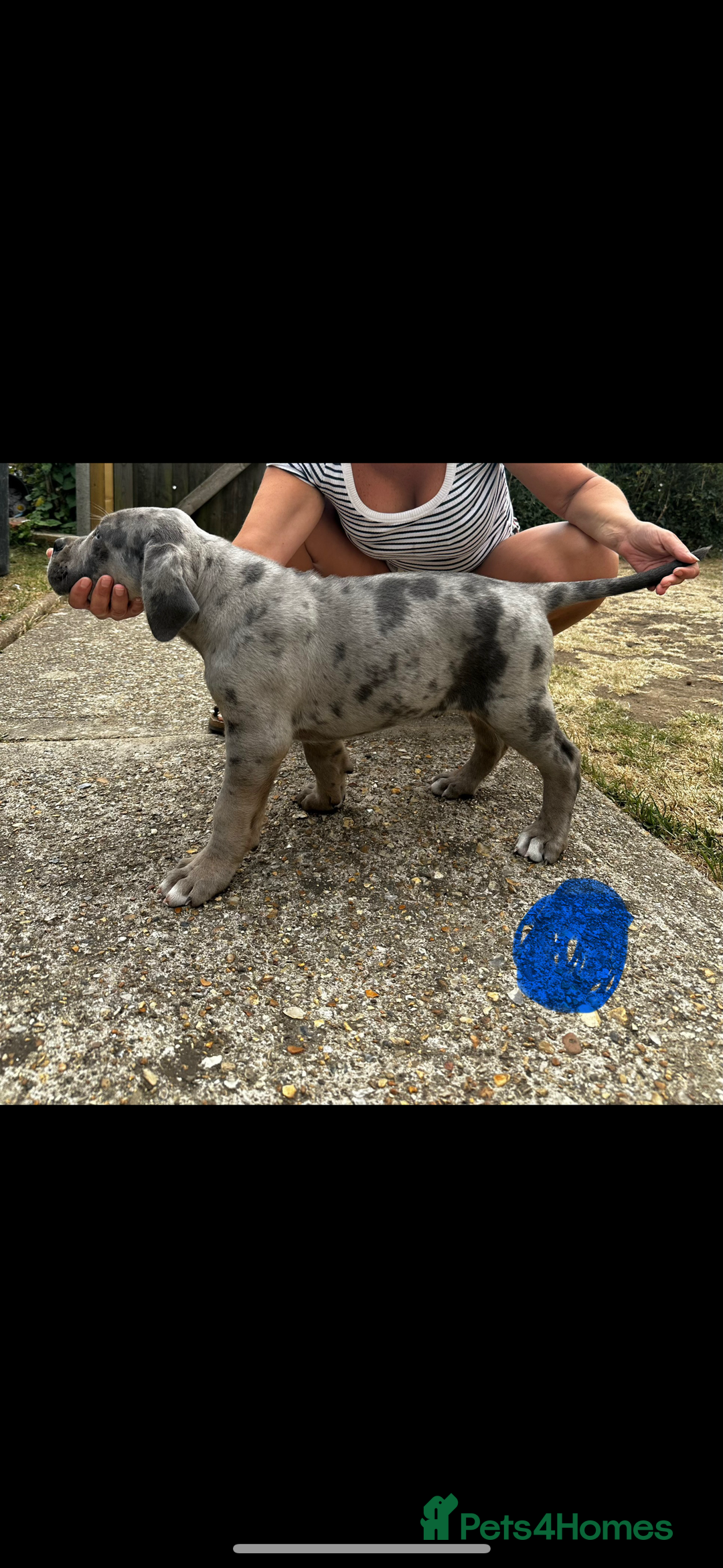 Mixed Breed dogs for sale: HUGE “TRI” MERLE CANE CORSO PUPPIES FOR SALE - Image 4