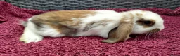 Mini Lop rabbits for sale: Cute French x Mini Lop Ready to Go!!! - Advert 36