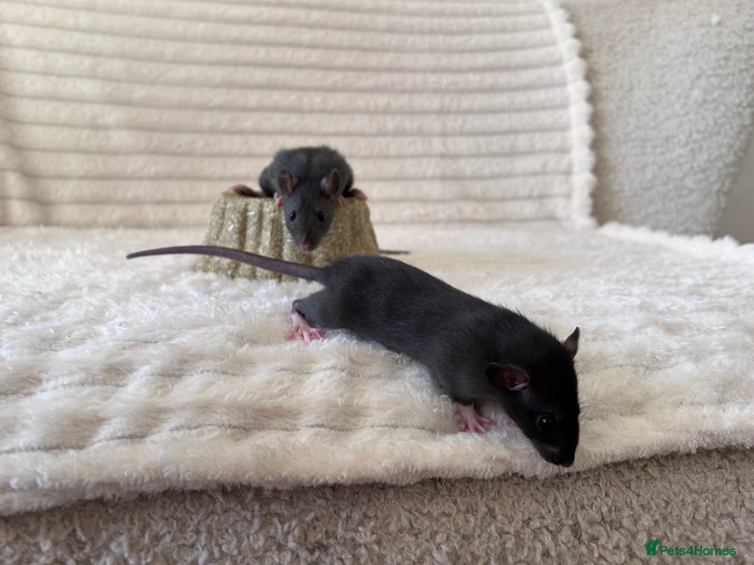 Rat rodents for sale: Baby girl rats - Advert 9
