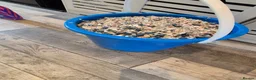 Goldfish fish for sale: Large fishtank for sale - Advert 5