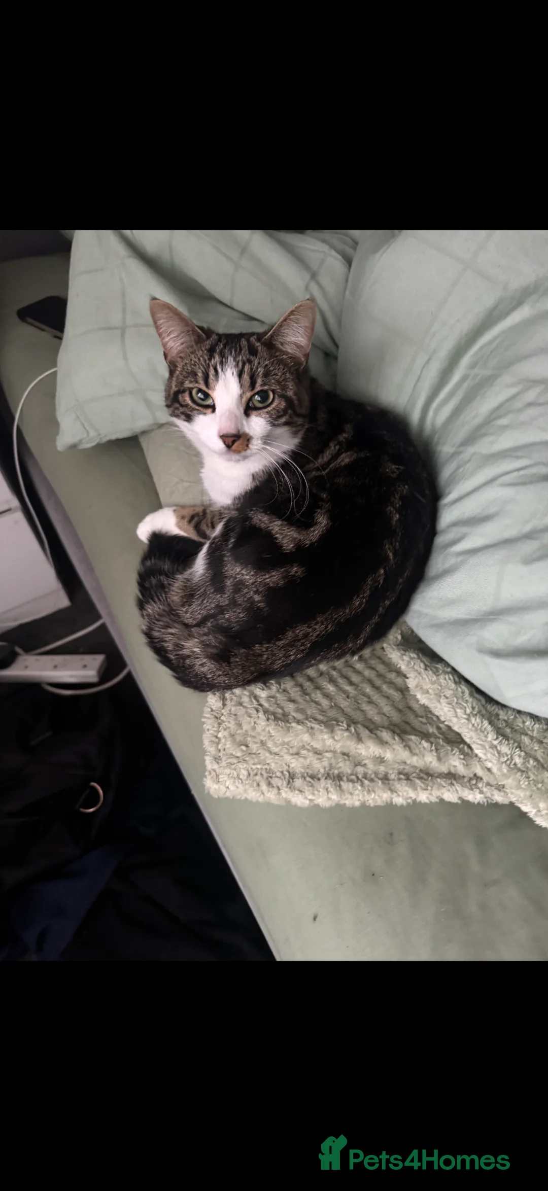 Mixed Breed cats for sale: CAT IS FREE  - Advert 1