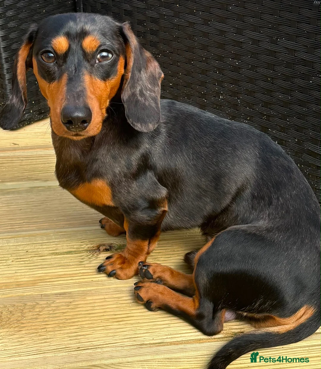 Miniature Dachshund dogs for stud: Miniature Dashshund Stud - Advert 2