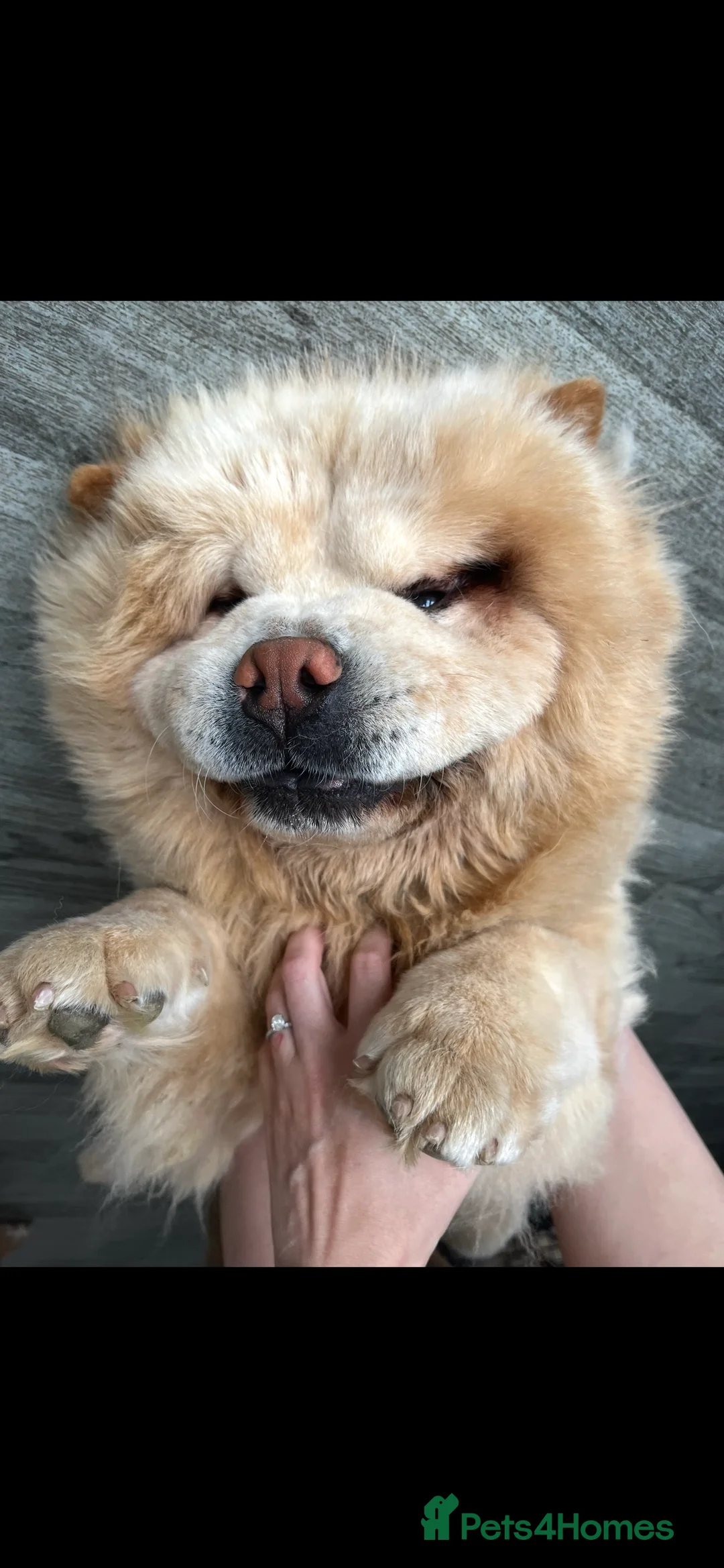Chow Chow dogs for stud: Cream chow chow Stud  in Chelmsford - Advert 2