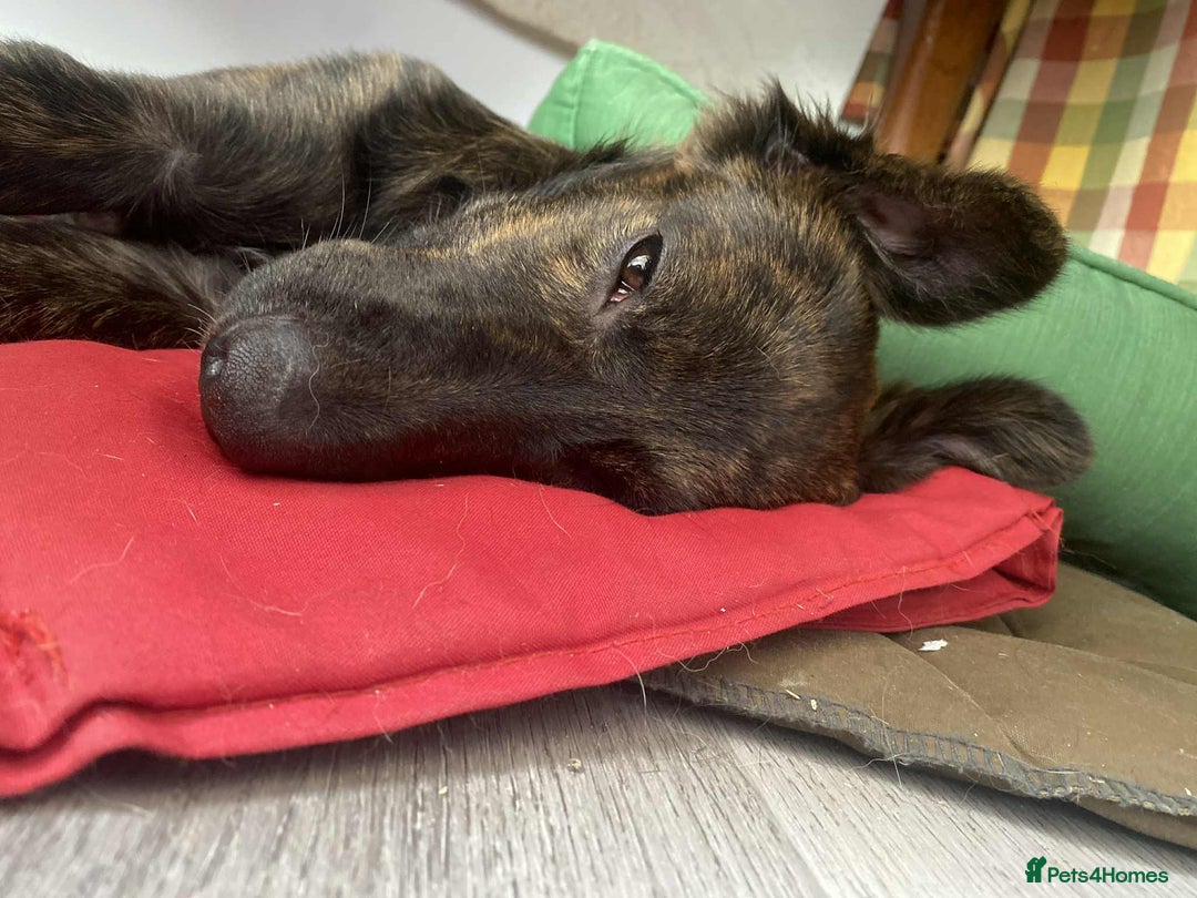 Mixed Breed dogs for adoption: Holly needs a perfect home for Christmas - Image 5