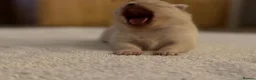 Pomeranian dogs for sale: Stunning White Female Pomeranian Puppy Available - Advert 6