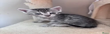 Bengal 3