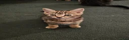 American Shorthair cats for sale: Kittens for sale  - Advert 3