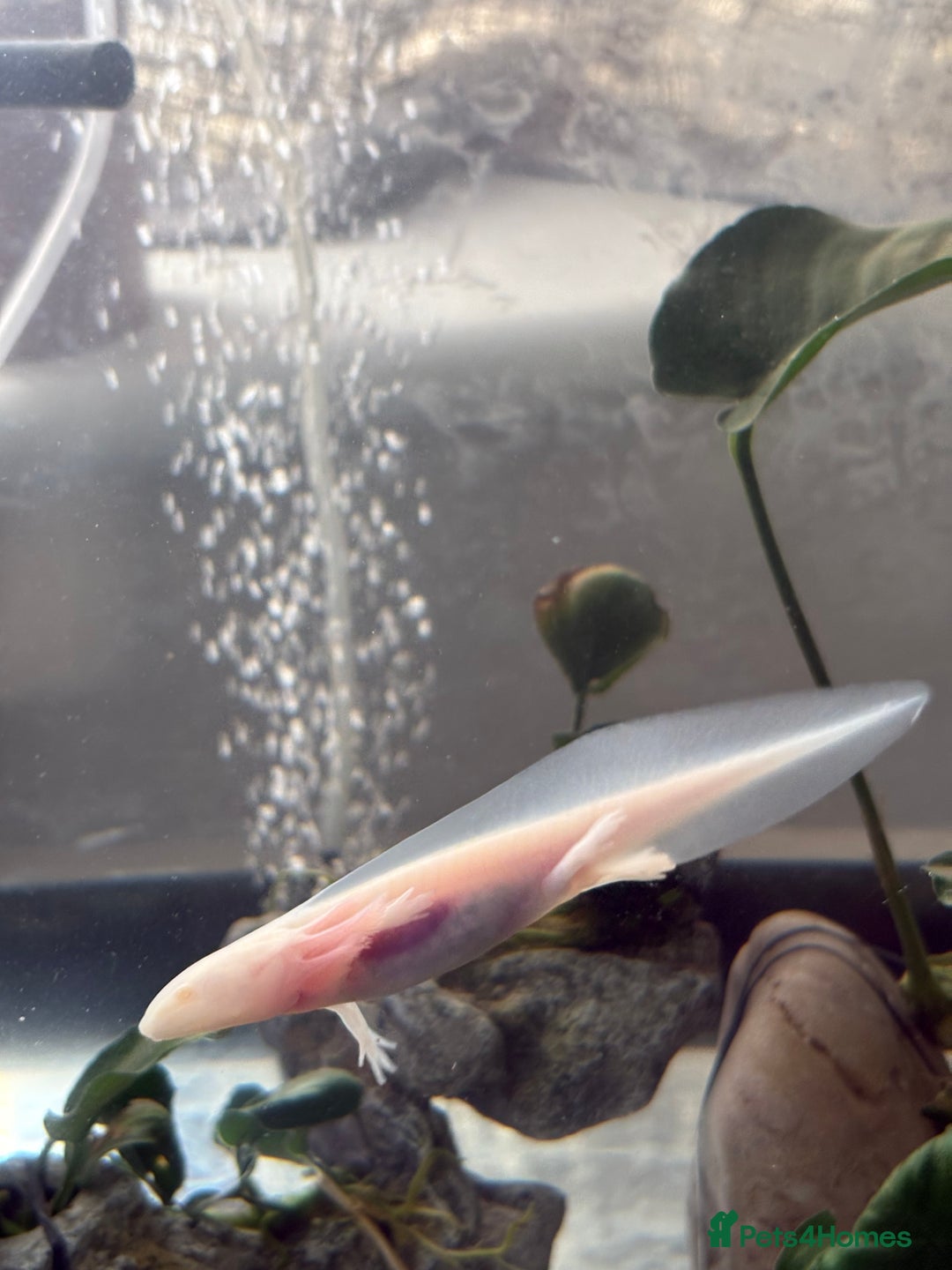 Axolotl reptiles for sale: 5 months old juvenile pink axolotls £30 in Welling - Image 11
