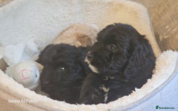 Cockapoo dogs for sale: Beautiful cockapoo babies!  - Image 9