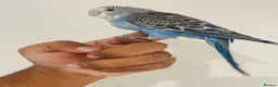 Budgerigars birds for sale: Hand reared budgies for sale  - Advert 8