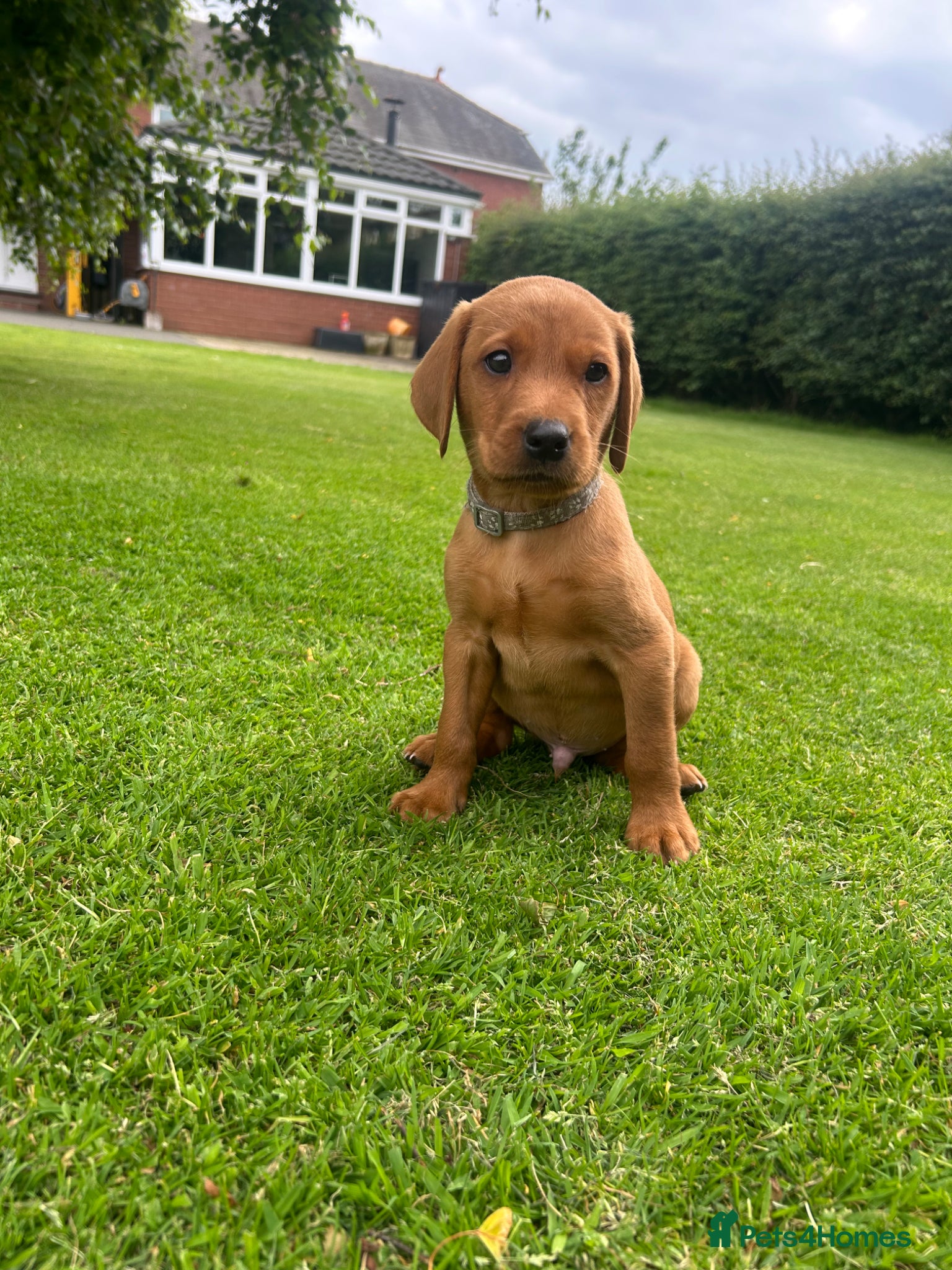 Labrador Retriever dogs Dark Fox Red Labrador 1 MALE LEFT🏡 KC Registered - Advert 2