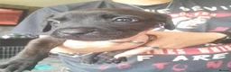 Mixed Breed dogs for sale: Cane corso  ** tiff/alsation puppies - Advert 4