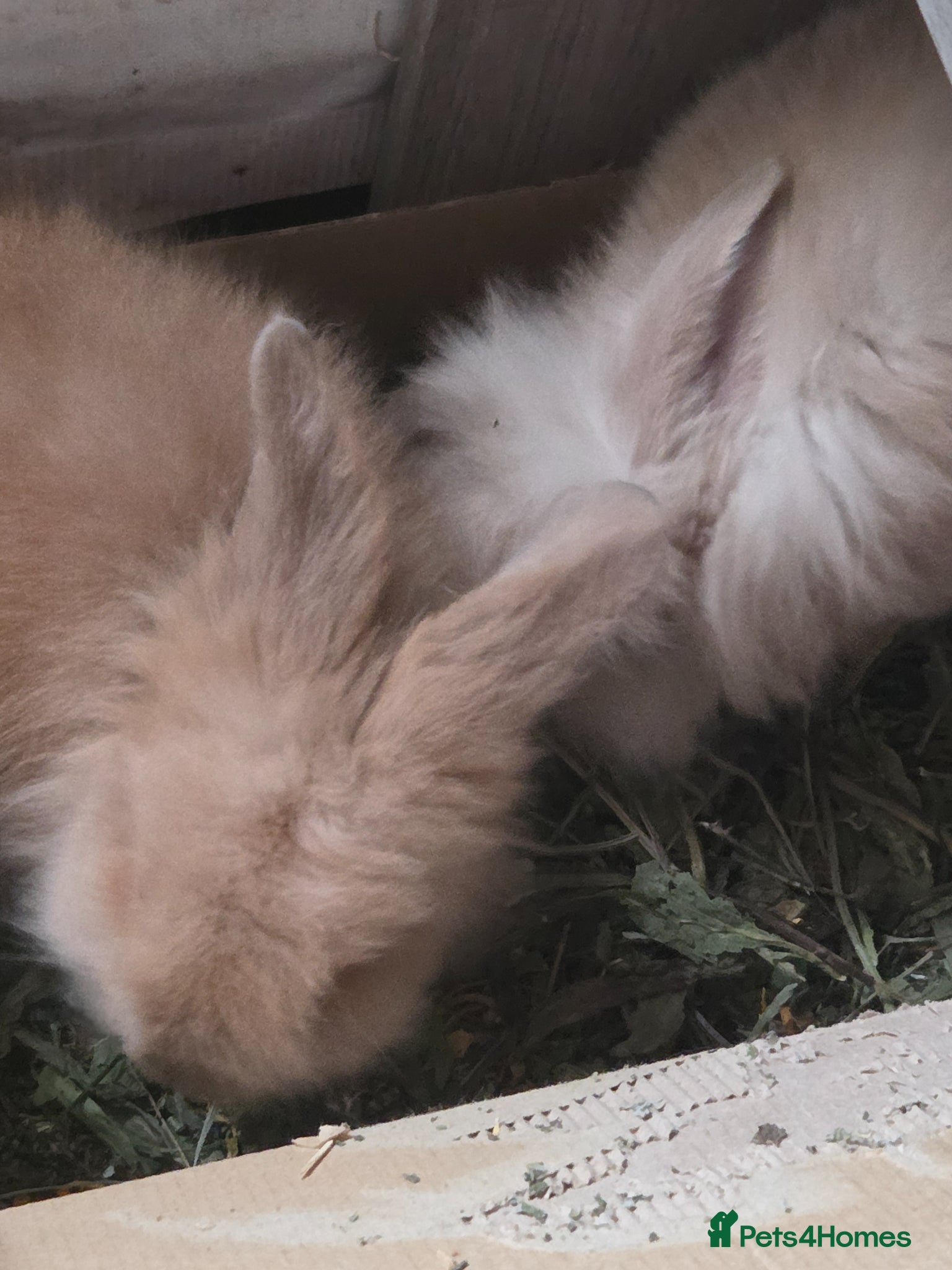 Mini Lion Lop rabbits 6 mini lion head lop eared rabbits. Boys and girls - Advert 5
