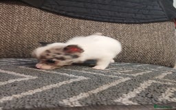 Mixed Breed dogs for sale: Pomeranian cross puppies ready now - Image 25