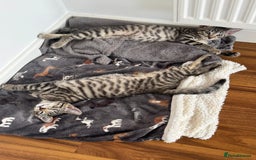 Mixed Breed cats for sale: 2 male kittens free  - Image 1