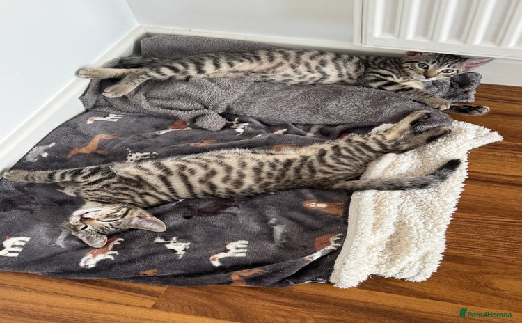 Mixed Breed cats - Advert 2
