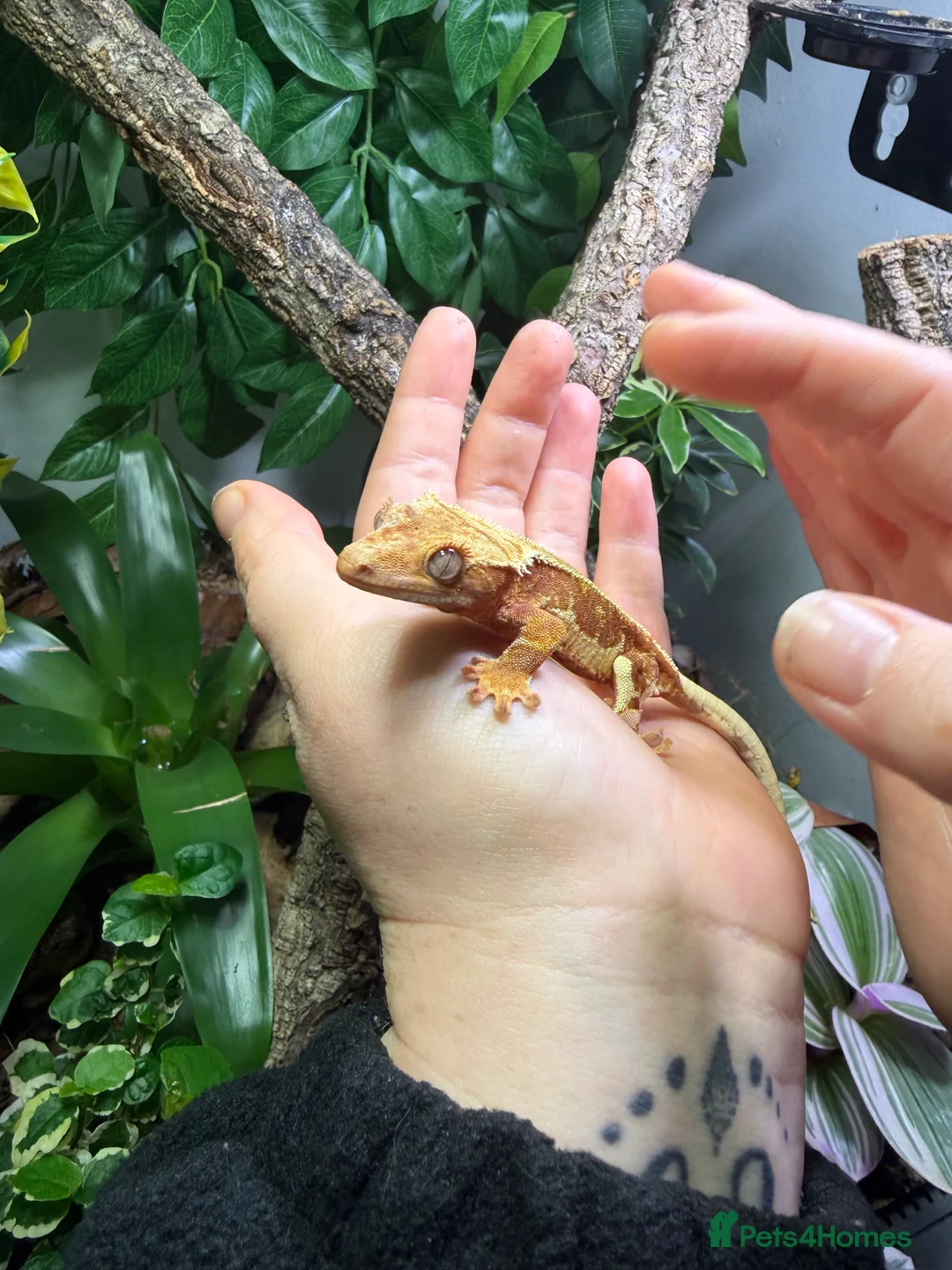 Gecko reptiles for sale: Red Lilly white crested gecko with full setup - Advert 5