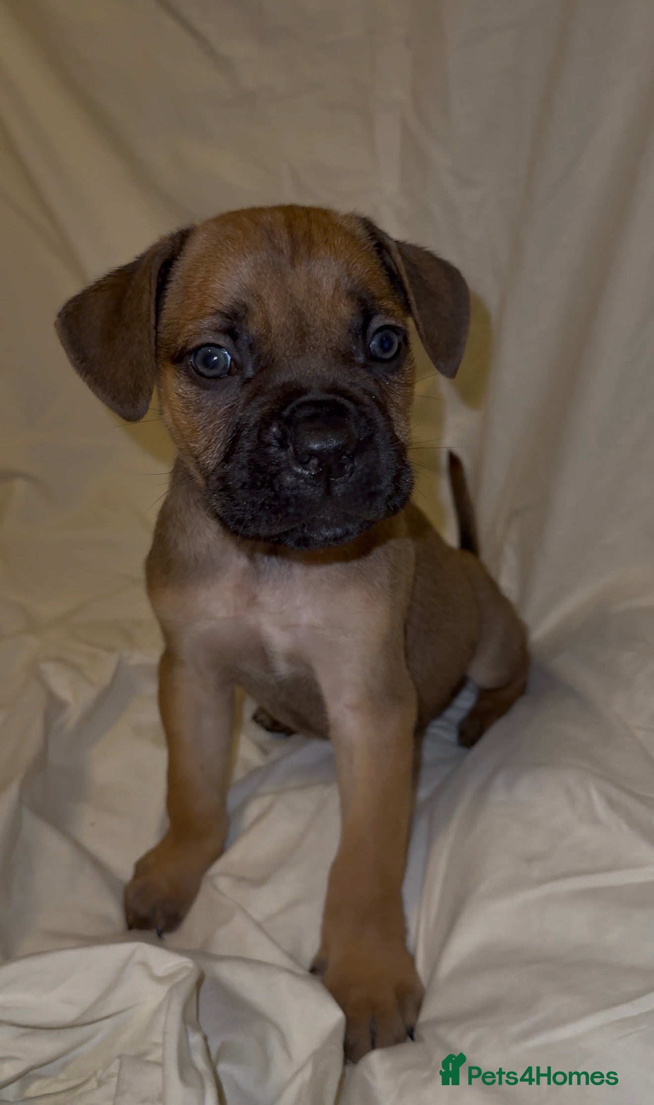 Cane Corso dogs ICF/ICCF Champion 6th GENERATION Cane Corso pups - Advert 2