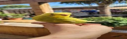 Budgerigars birds for sale: Baby Budgies for sale in York - Advert 1