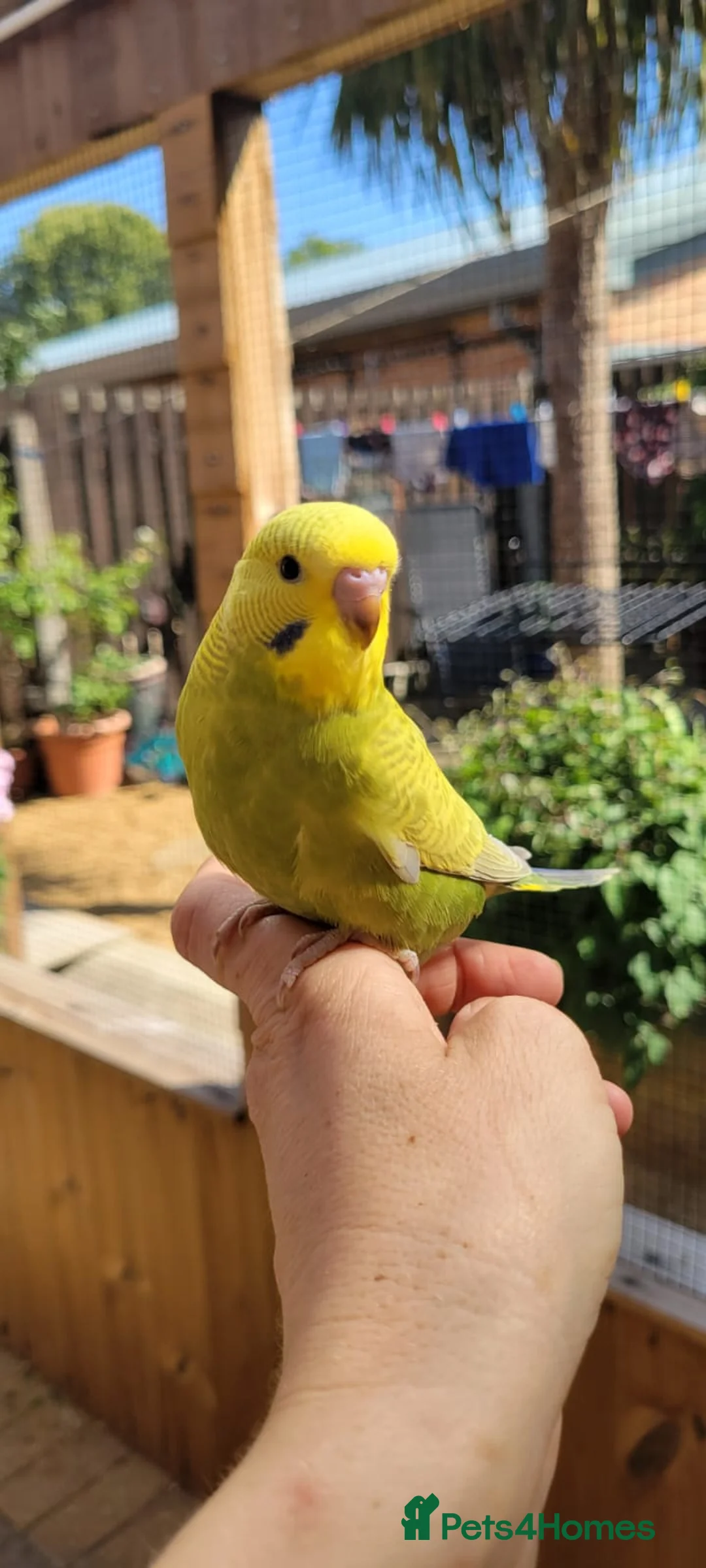 Budgerigars birds for sale: Baby Budgies for sale in York - Advert 1