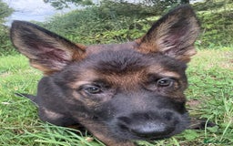 German Shepherd dogs for sale: Germany 🇩🇪 shepherd puppies dogs 🐕 big boned - Image 11
