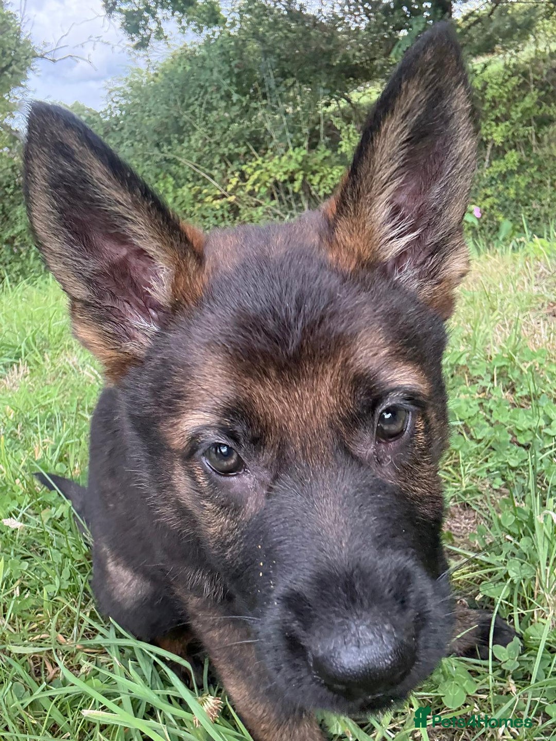 German Shepherd dogs for sale: Germany 🇩🇪 shepherd puppies dogs 🐕 big boned - Image 11