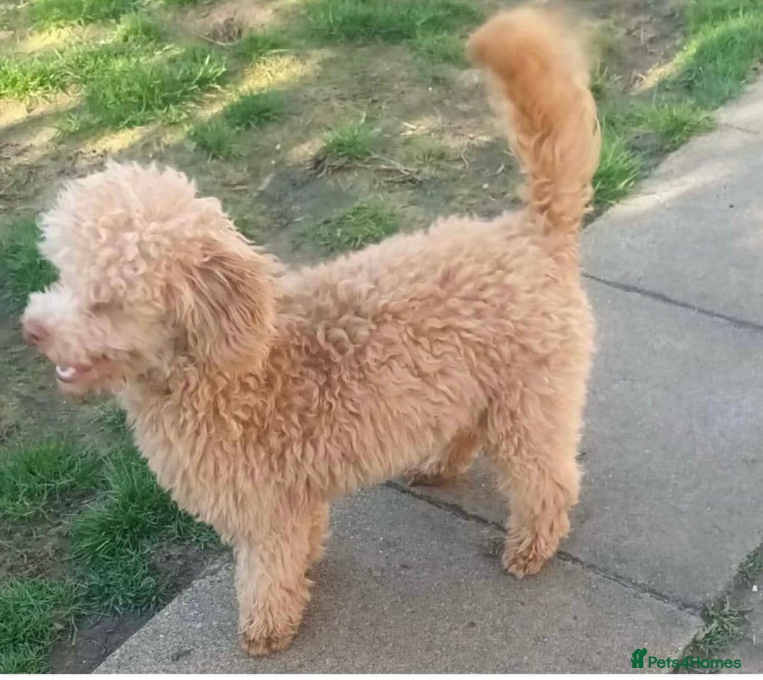Cavapoo dogs for sale: Cavapoos puppies boys  - Image 10