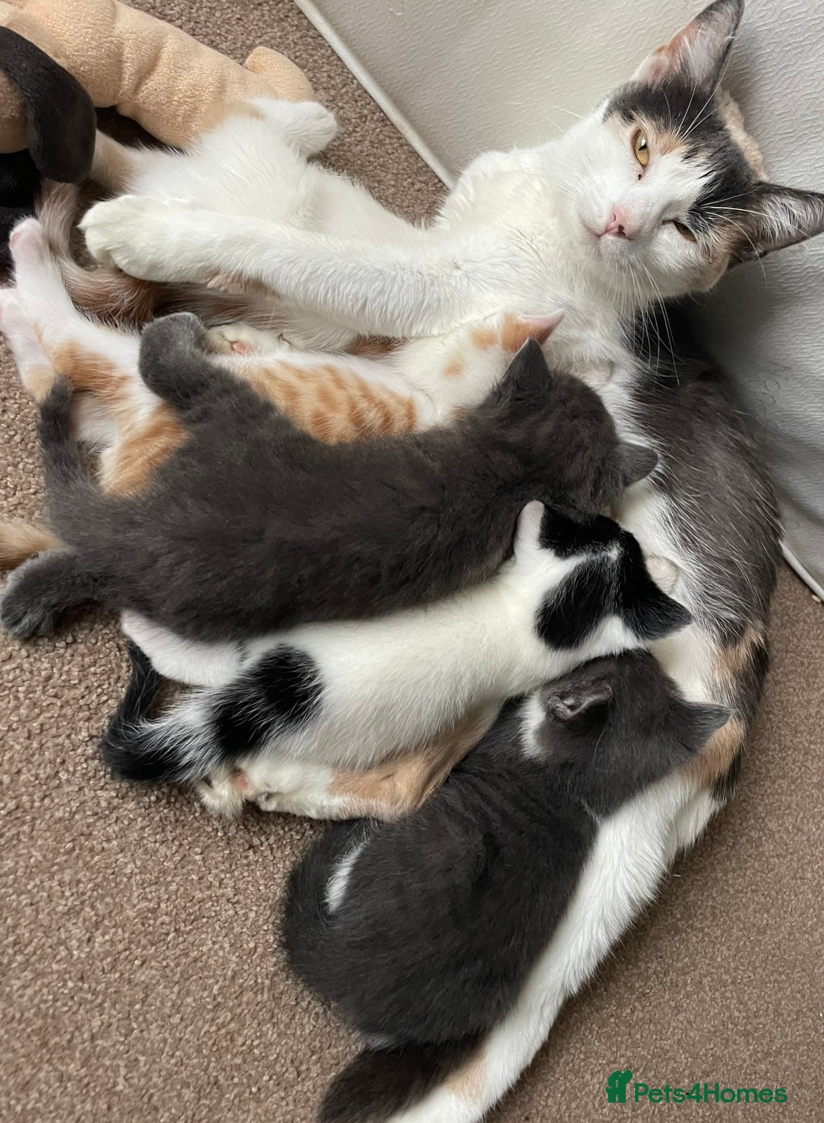 Mixed Breed cats 5 Beautiful & Friendly kittens for sale  - Advert 1