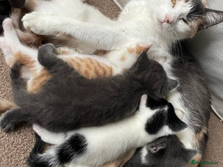 Mixed Breed cats 5 Beautiful & Friendly kittens for sale - Advert 1