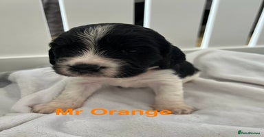 Sprocker dogs - Advert 3