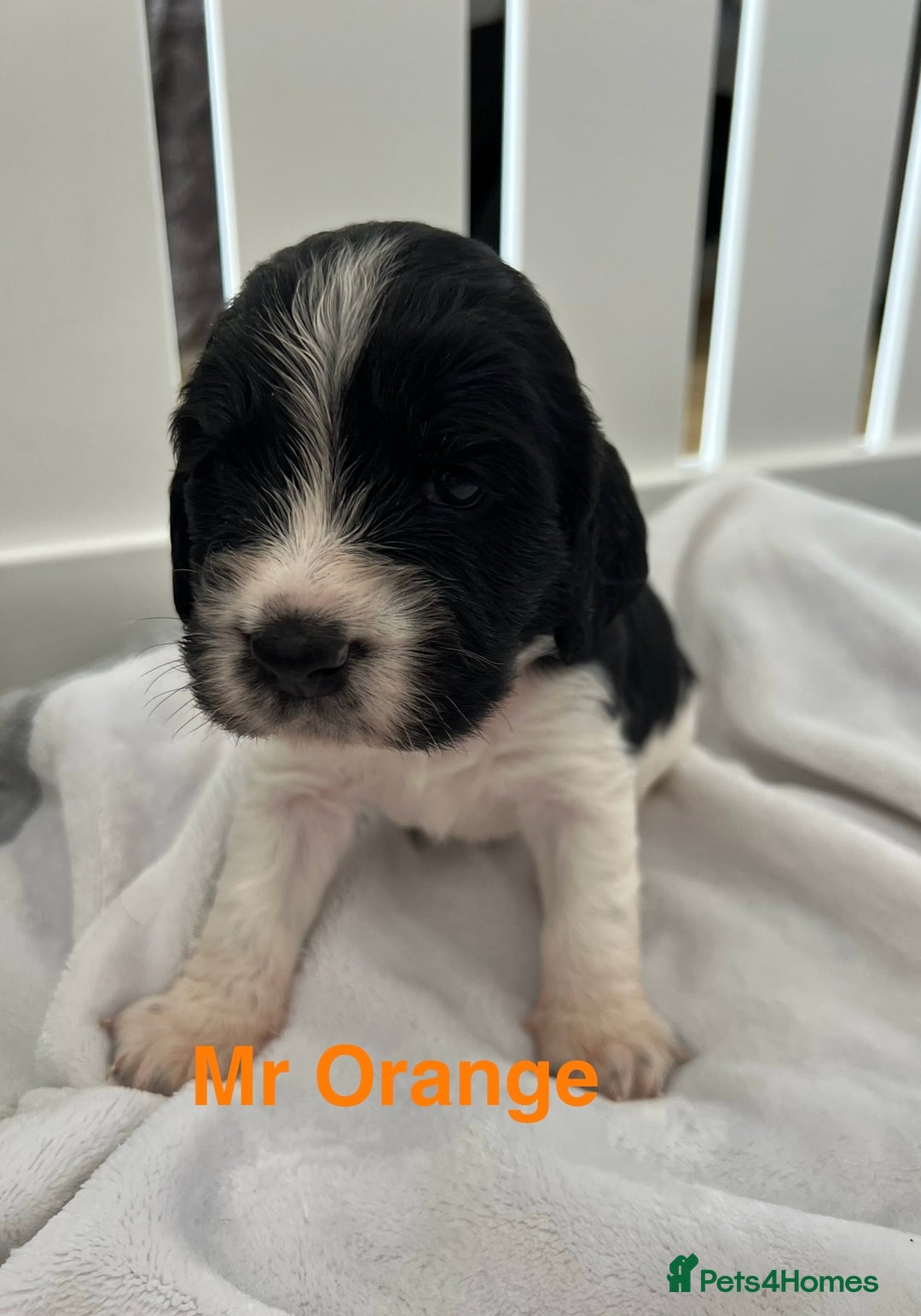 Sprocker dogs for sale: Sprocker Spaniel Puppies - Image 8