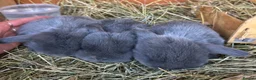 Mini Lop rabbits for sale: mini lop babies  - Advert 4