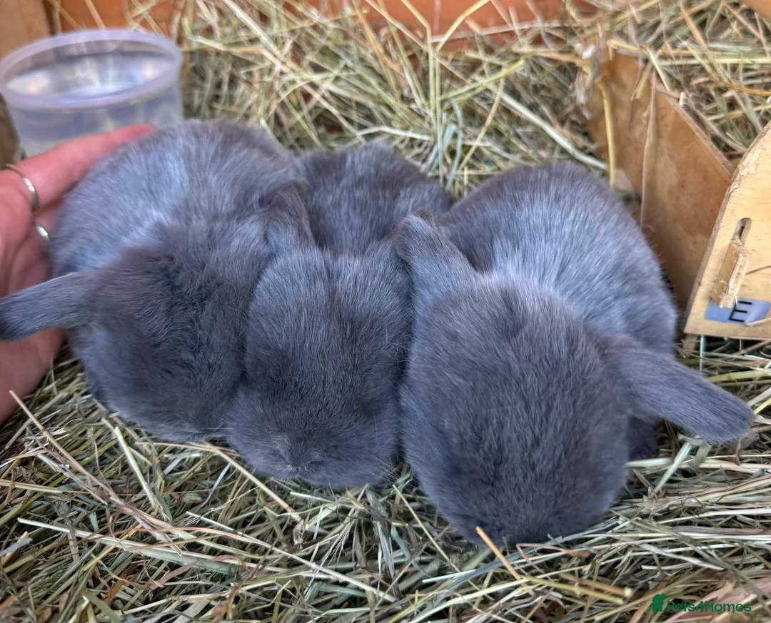 Mini Lop rabbits for sale: mini lop babies  - Advert 4