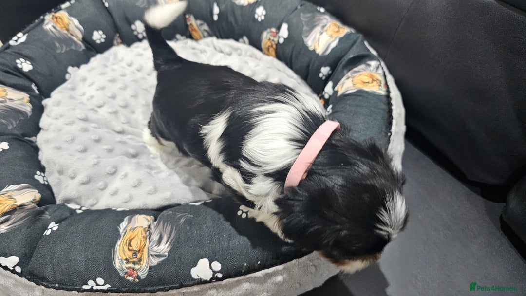 Yorkshire Terrier dogs for sale: 2 boys and 2 girls yorkshire terrier  - Advert 10