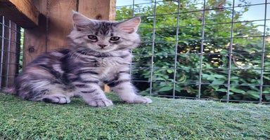 Maine Coon cats - Advert 12