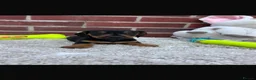 Dachshund dogs for sale: 5 gorgeous miniature dachshund puppy’s🐶 in Cullompton - Advert 14