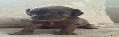 Cocker Spaniel 6