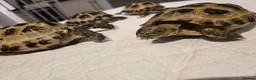 Tortoise reptiles for sale: Horsefields tortoises  in Great Yarmouth - Advert 4