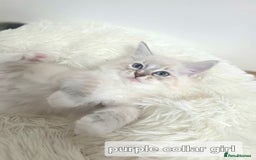 Ragdoll cats for sale: Stunning Ragdolls kittens  - Image 5