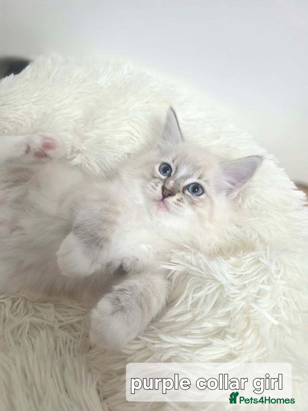 Ragdoll cats for sale: Stunning Ragdolls kittens  - Image 5