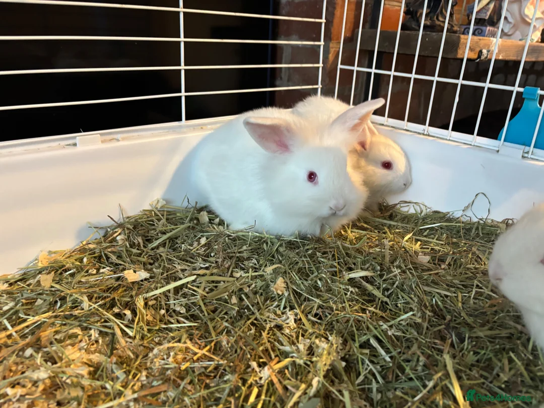Mixed Breed rabbits for sale: Lion head x lops ready now  - Advert 3