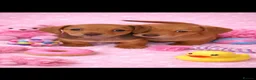 Miniature Dachshund dogs for sale: Miniature dachshund puppies 🐶 READY NOW - Advert 26
